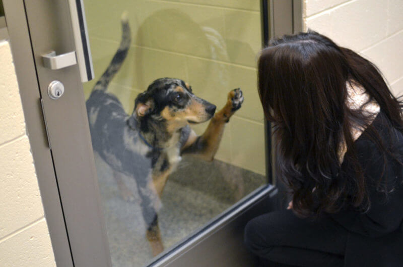 Animal Shelters - Adopt A Pet - Michigan Humane