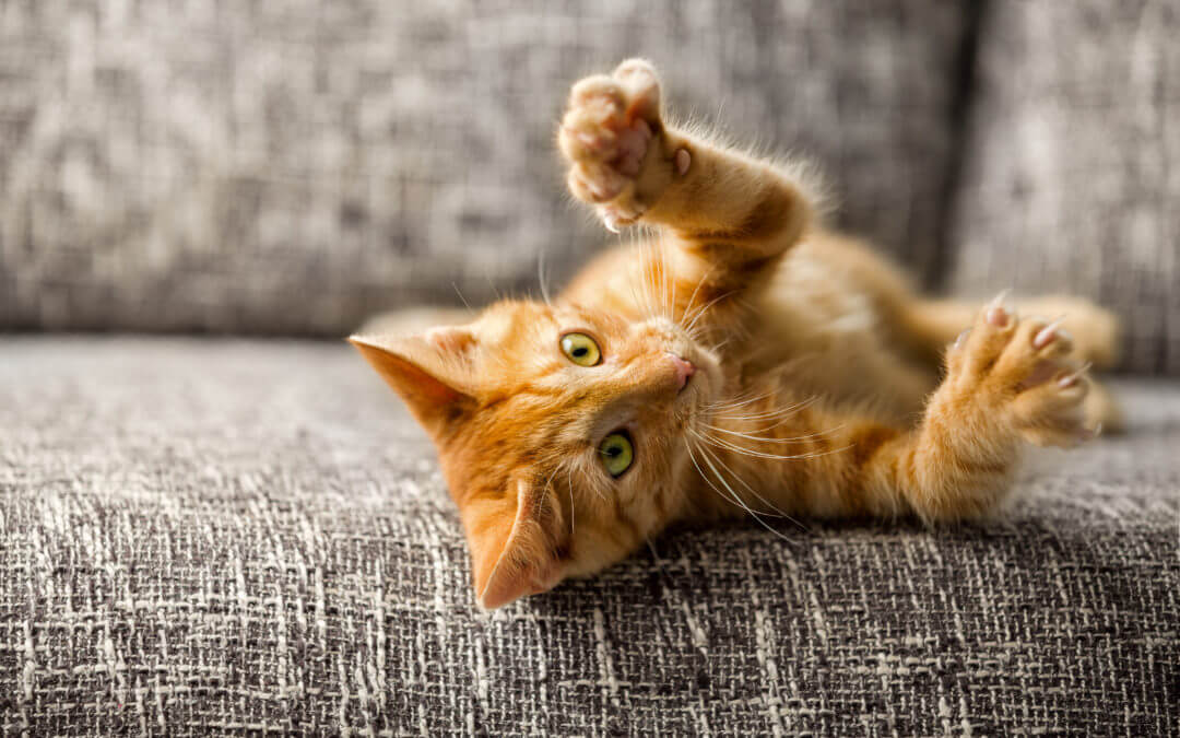 New York Becomes First U.S. State to Ban Declawing Cats