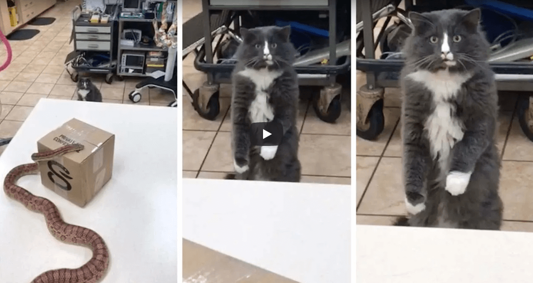 Cat Sees Snake for the First Time and Can’t Comprehend