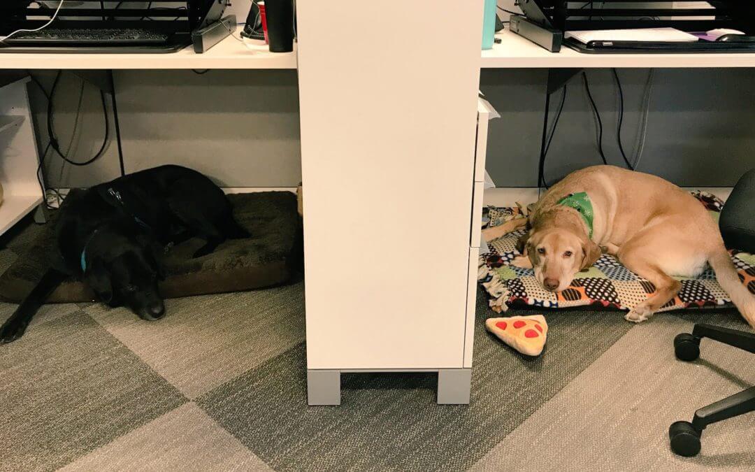 Two Labrador Retrievers spend time at a workplace.