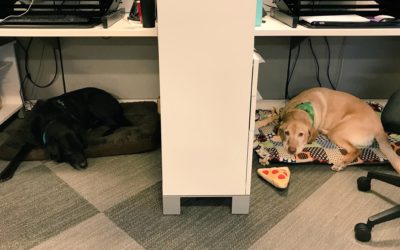 2021 Take Your Dog to Work Day is Friday, June 25