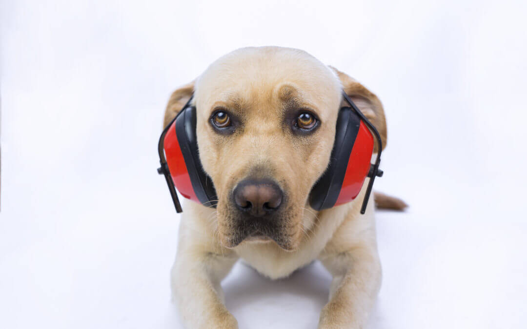 5 Ways to Keep Your Dog Safe During Fireworks