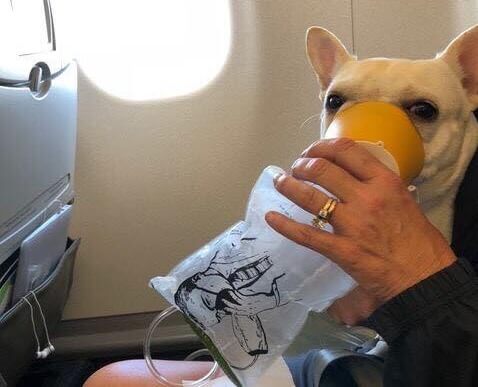 Attendants Save Dog’s Life During JetBlue Flight