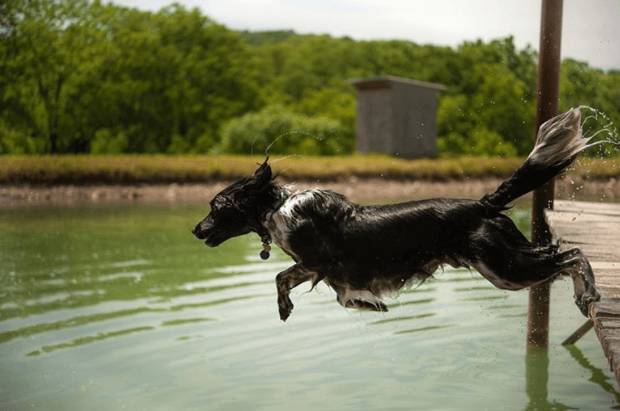 dog water jumping