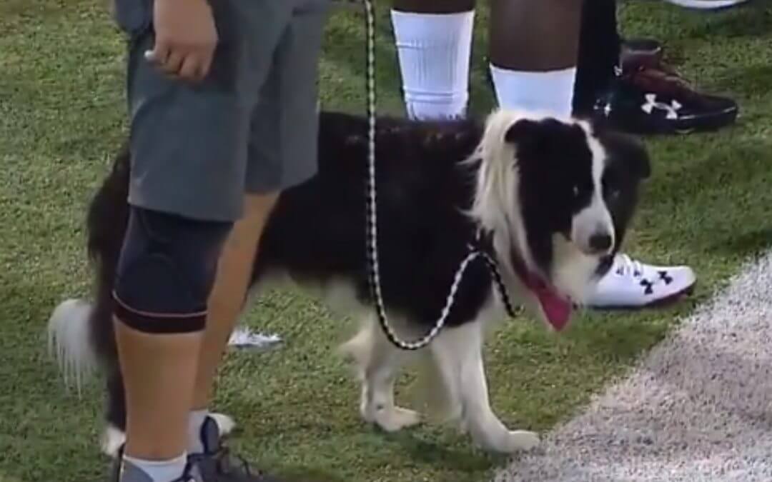 Watch Dog Fetch at New Mexico State Football Game