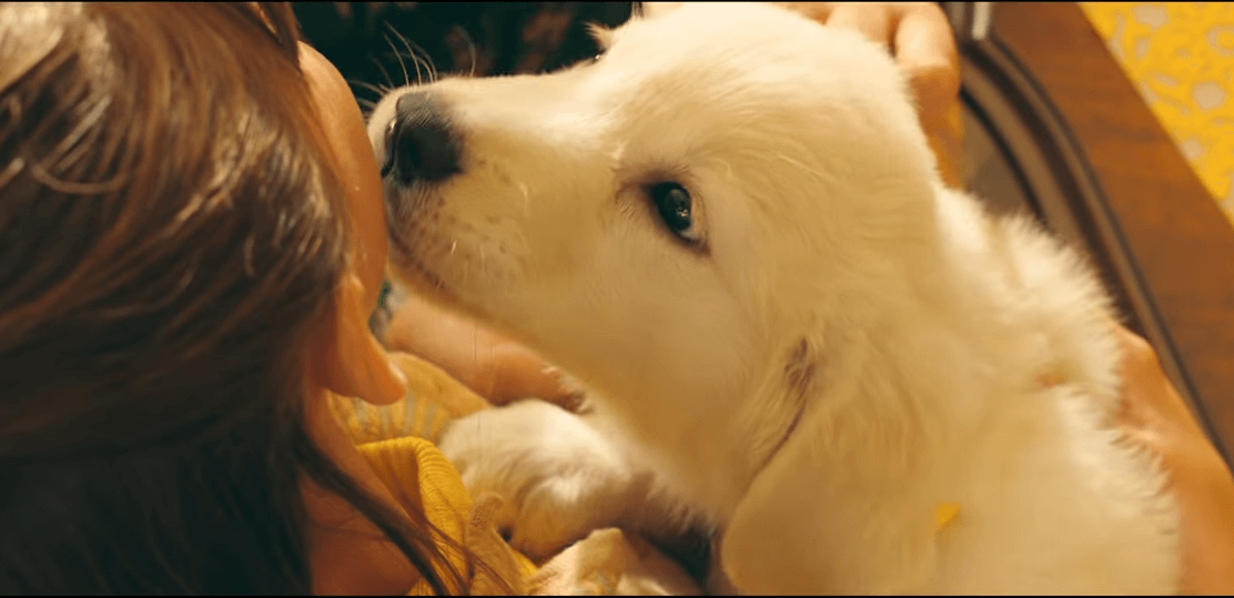 Watch a Girl and Her Dog's Emotional Bond in Marshmello's 'Happier' Video -  Michigan Humane