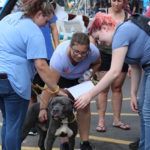 Meet Your Best Friend at the Zoo
