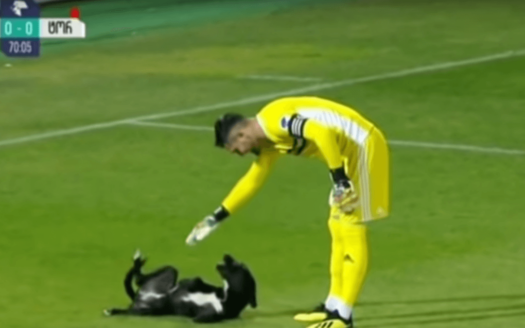 Dog Invades Soccer Game and Wants Belly Rubs