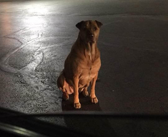 Dog "pretends" to be stray at McDonald's