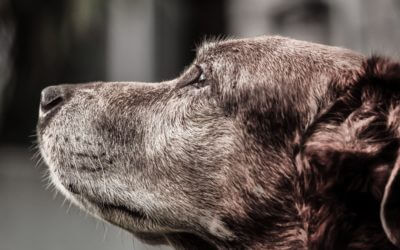 November is Adopt a Senior Pet Month
