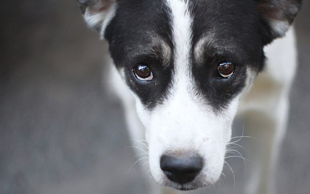 Winter Weather Tips to Keep Your Pets Safe