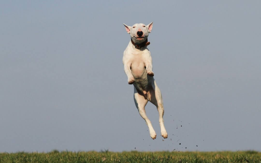 Dog jumping in a grassy field.