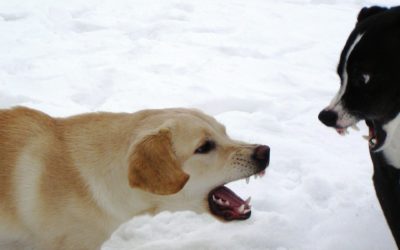 Signs of Dog Aggression
