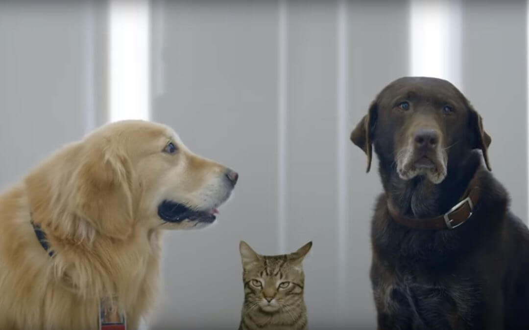WeatherTech's 2019 Super Bowl ad features pets.