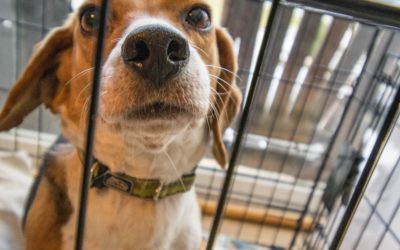 Rescued Animals Continue to Be Victims When They’re Evidence