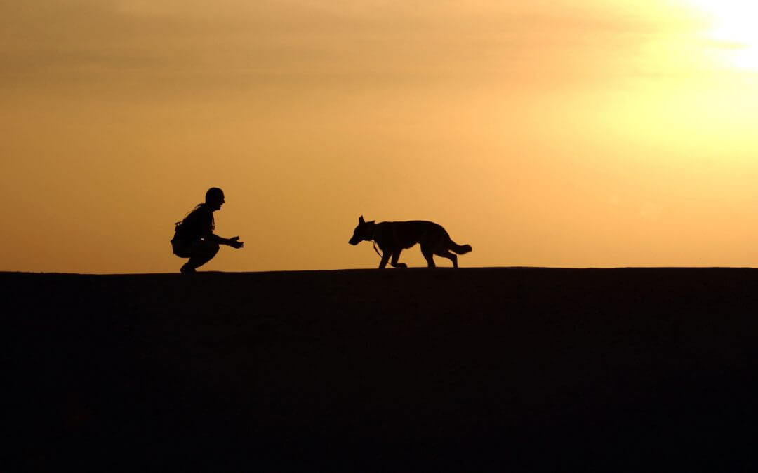 A man with a dog during sunset.