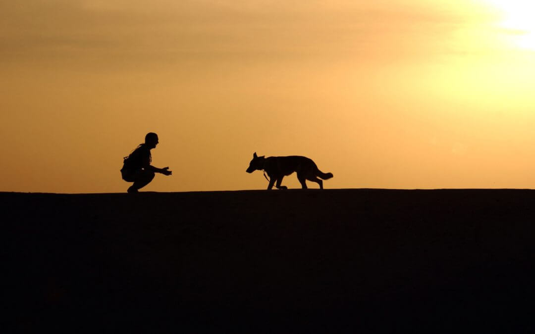 Laws for Paws – Starting a New Legislative Session