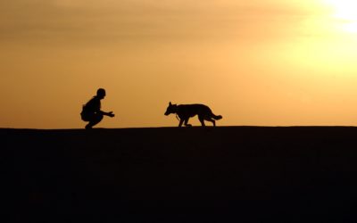 Laws for Paws – Starting a New Legislative Session
