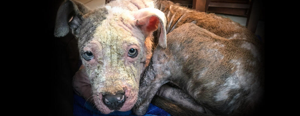 Neglected dog rescued by the Michigan Humane Society.
