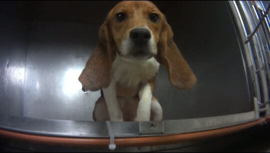 Dog being tested on in Michigan lab.
