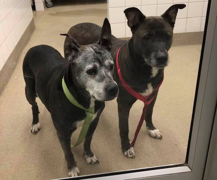 Dogs found abandoned inside a Petco restroom.