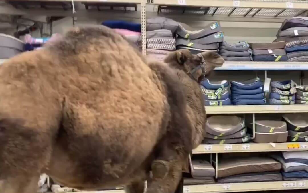 A camel visits a PetSmart store in Muskegon, Michigan.