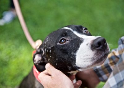 A dog rescued from dog fighting finds a new home.