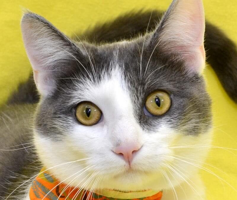 Hardy is a cat available to adopt at the Michigan Humane Society.