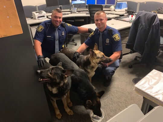 Three German Shepherds Found Along Lodge Freeway in Detroit