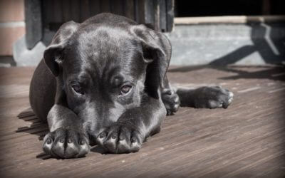 Michigan Humane CEO: Pets and Social Distancing