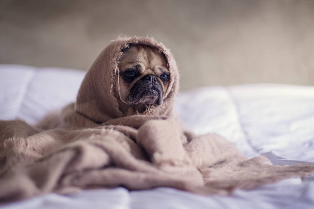 Pug wrapped in a blanket.