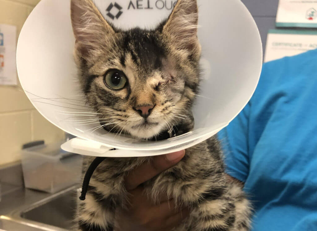 Cat with one eye treated by Michigan Humane.