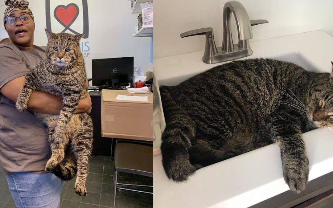 A 26-pound Rescue Cat Finds a Foster Home After Becoming an Internet Star