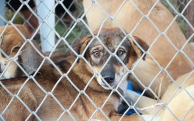 Fighting Puppy Mills on Many Fronts