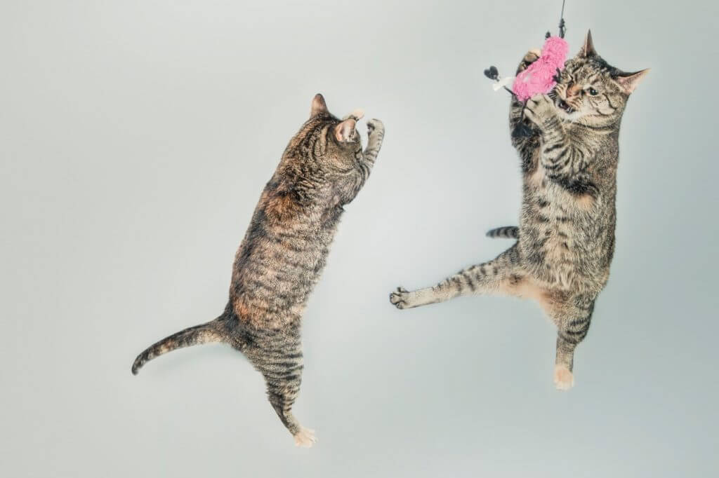 Two cats playing with a toy.