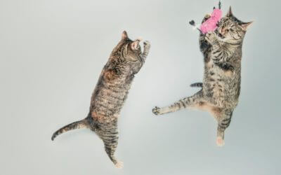 Show Us Your Happy Kittens, Win a Litter-Robot 3