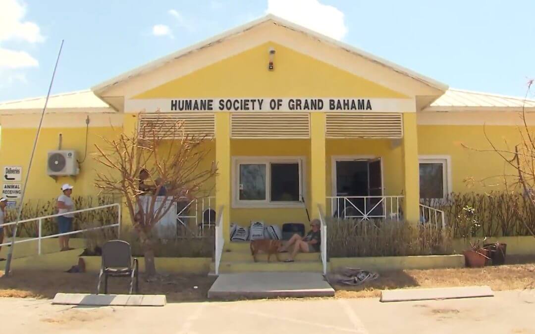 220 Dogs, 50 Cats Drown From Dorian Flooding at Humane Society in Bahamas