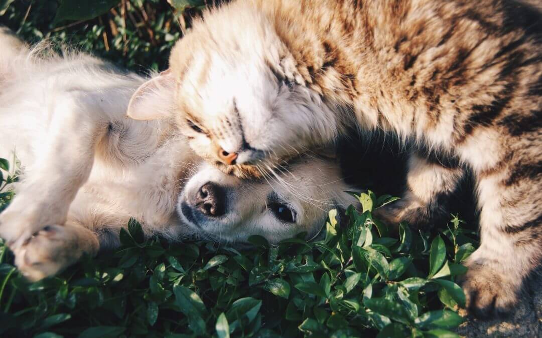 Dog and cat cuddling