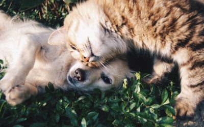 Coronavirus Resource Guide