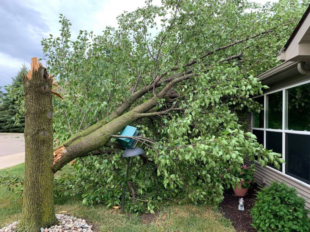 A tree strikes Michigan Humane Society's Livingston County shelter after a storm.