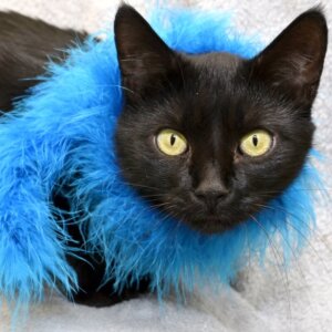 Cat available to adopt at the Michigan Humane Society.