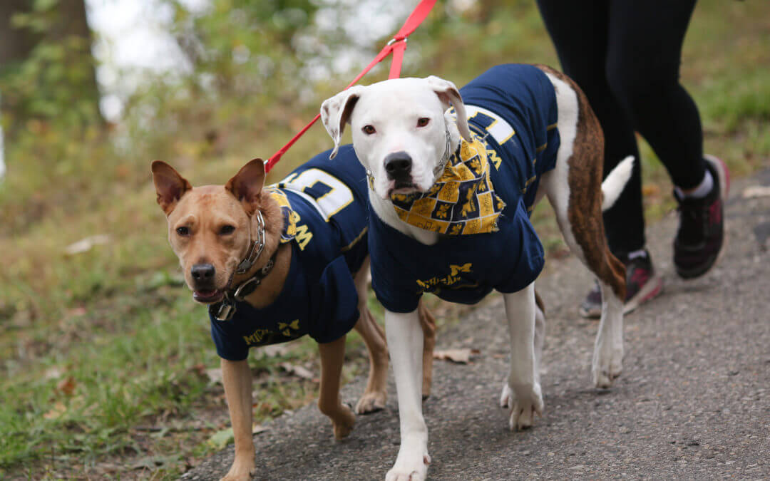 [Photos] Dogs Take Over Kensington Metropark for Doggie Dash 2019