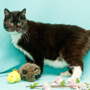 Mr. Kat is available to adopt at the Michigan Humane Society.