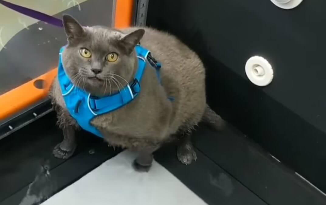 Obese Cat Is All of Us at the Gym