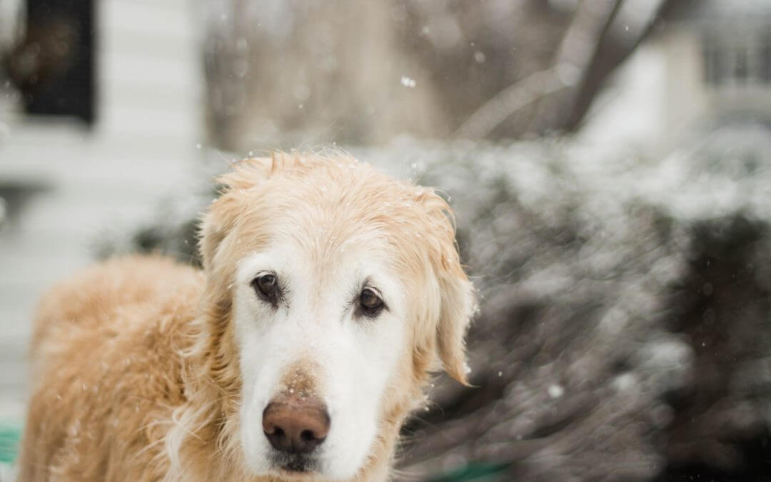 Dog in the cold weather.
