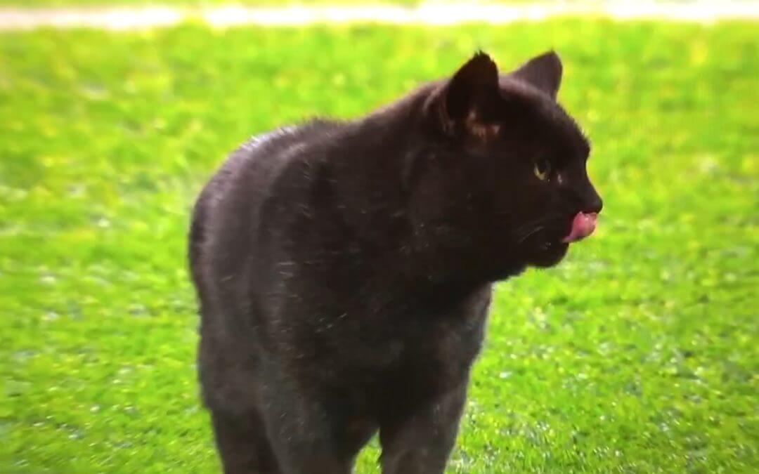 Black Cat Invades Cowboys-Giants Game During Monday Night Football