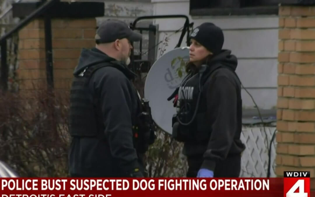 Investigators rescue dogs from dog fighting ring.
