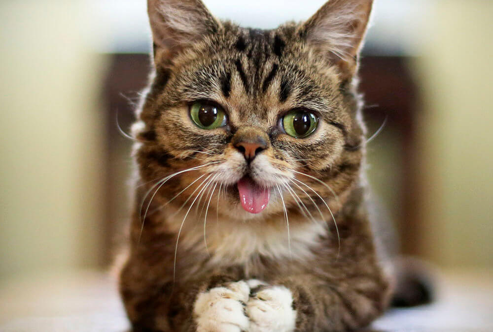 Lil' Bub the cat