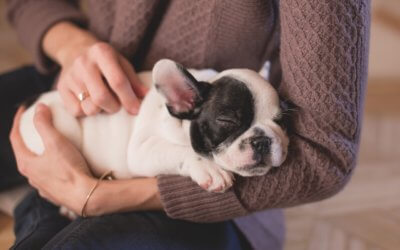 The Legal Status of Animals and How to Protect Them