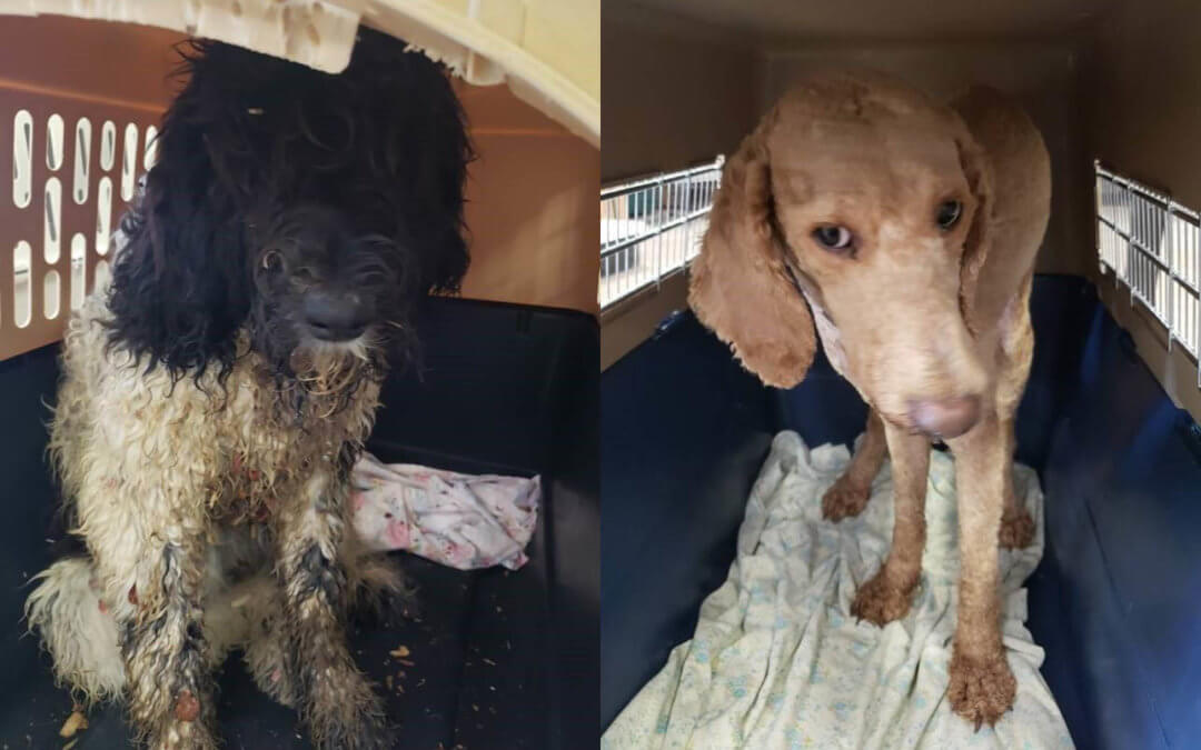 Dogs rescued from puppy mill in Hillsdale, Michigan.